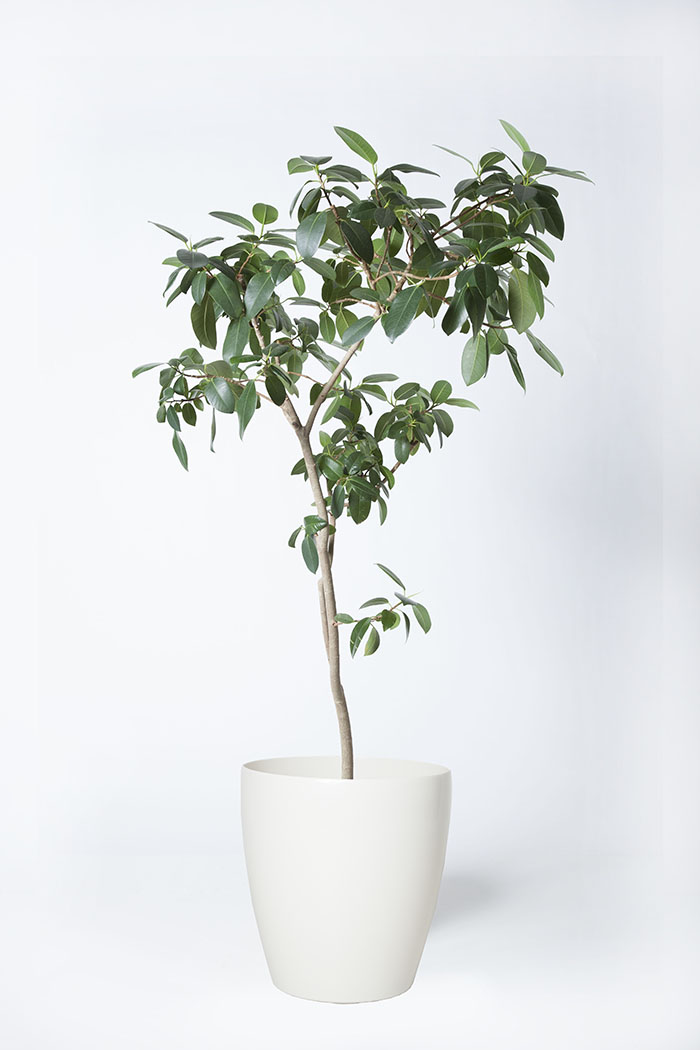 観葉植物 フランスゴムの木 8号鉢 公式 Hanaprime 花と植物のギフト通販