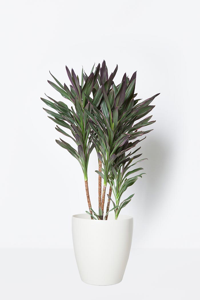 観葉植物 コルジリネサンゴ 8号鉢 公式 Hanaprime 花と植物のギフト通販